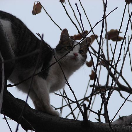 Pensiunea Casa Filoxenia Horezu Esterno foto